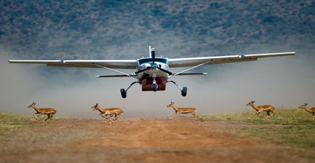 Safari flugzeug eine cessna im landeanflug fliegt über eine herde antilopen rüber